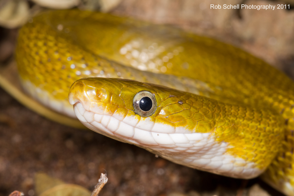Senticolis triaspis intermedia Senticolis triaspis intermedia