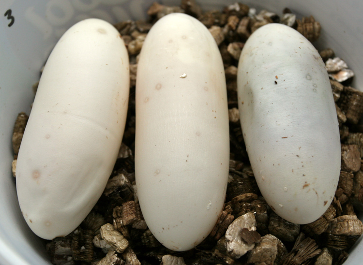 Heloderma horridum horridum Heloderma horridum horridum