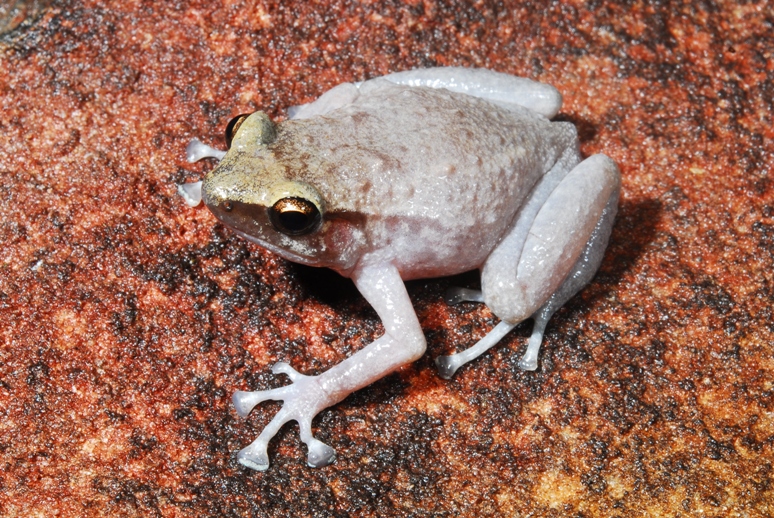 Cophixalus kulakula