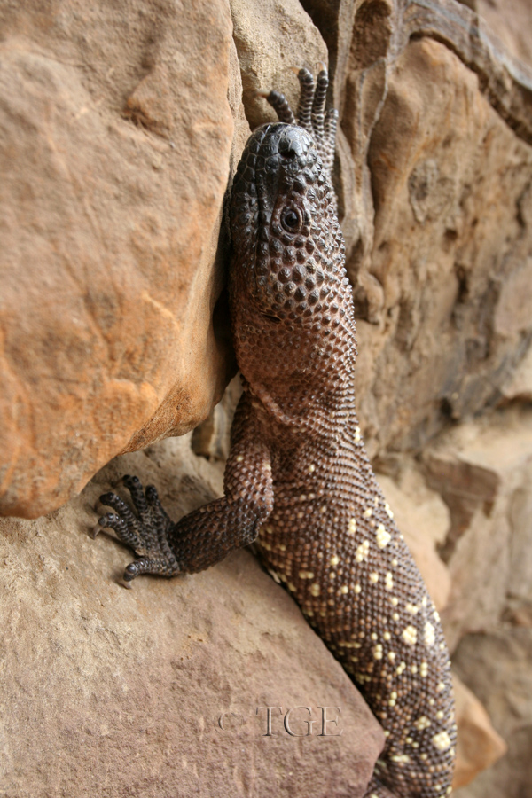 Heloderma horridum horridum