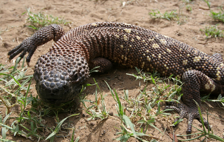 Heloderma horridum horridum