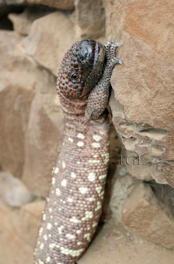 Heloderma horridum horridum Heloderma horridum horridum
