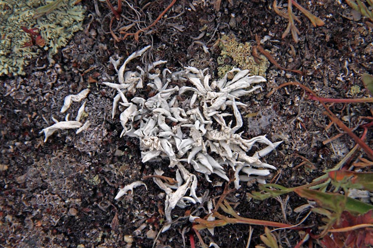 Thamnolia vermicularis Thamnolia vermicularis