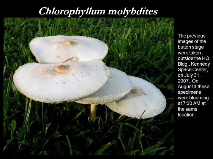 Chlorophyllum molybdites