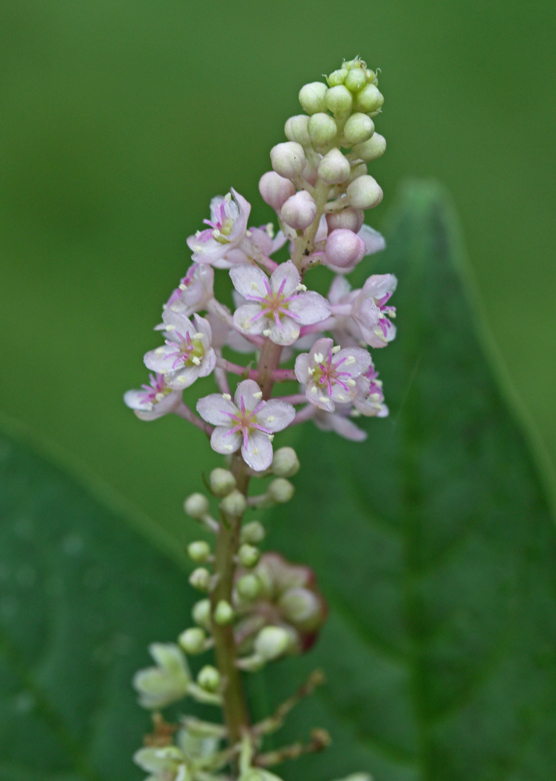 Phytolacca americana