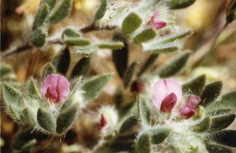Acmispon rubriflorus