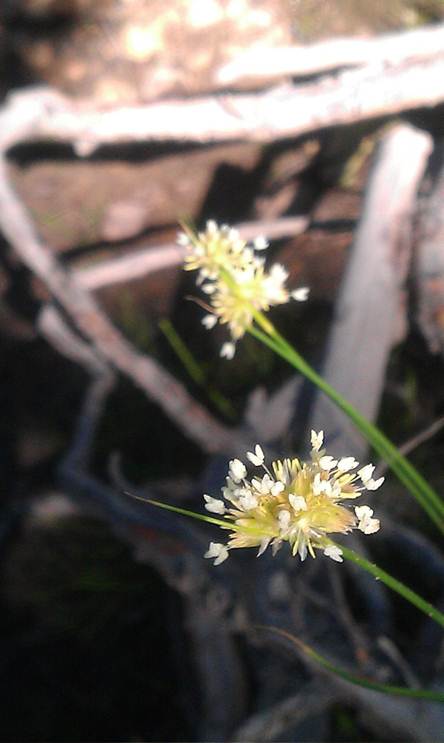 Juncus chlorocephalus