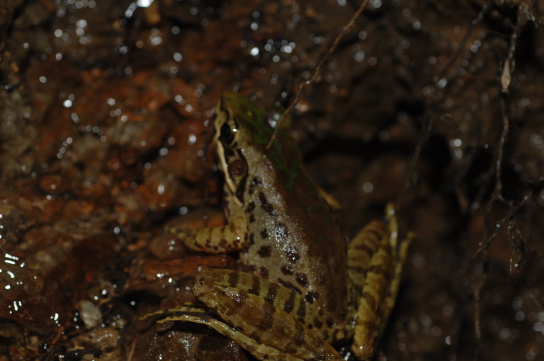 Odorrana swinhoana Odorrana swinhoana