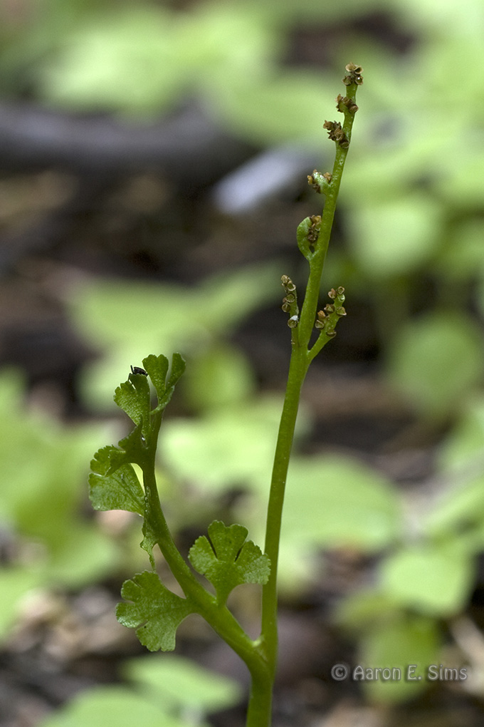 Botrychium crenulatum Botrychium crenulatum