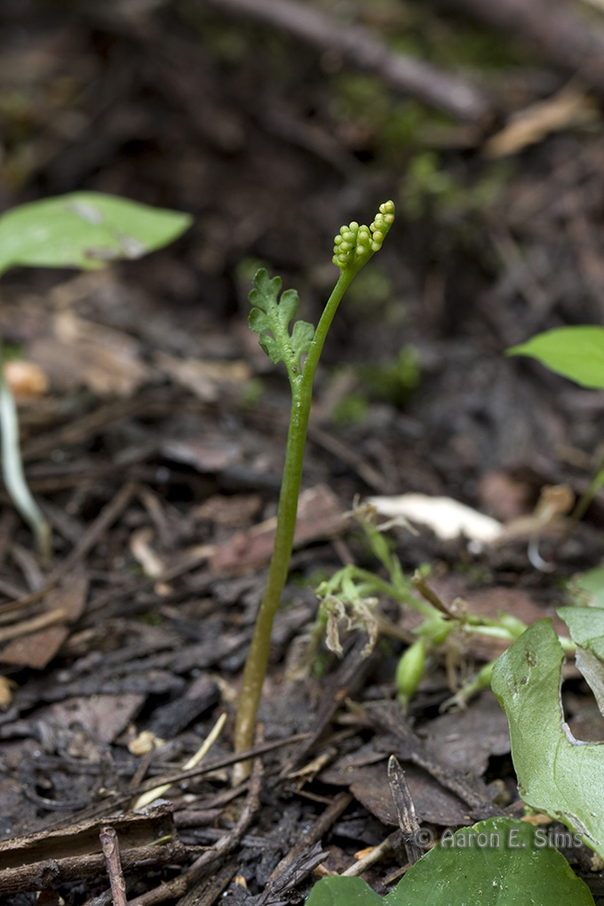 Botrychium pedunculosum Botrychium pedunculosum