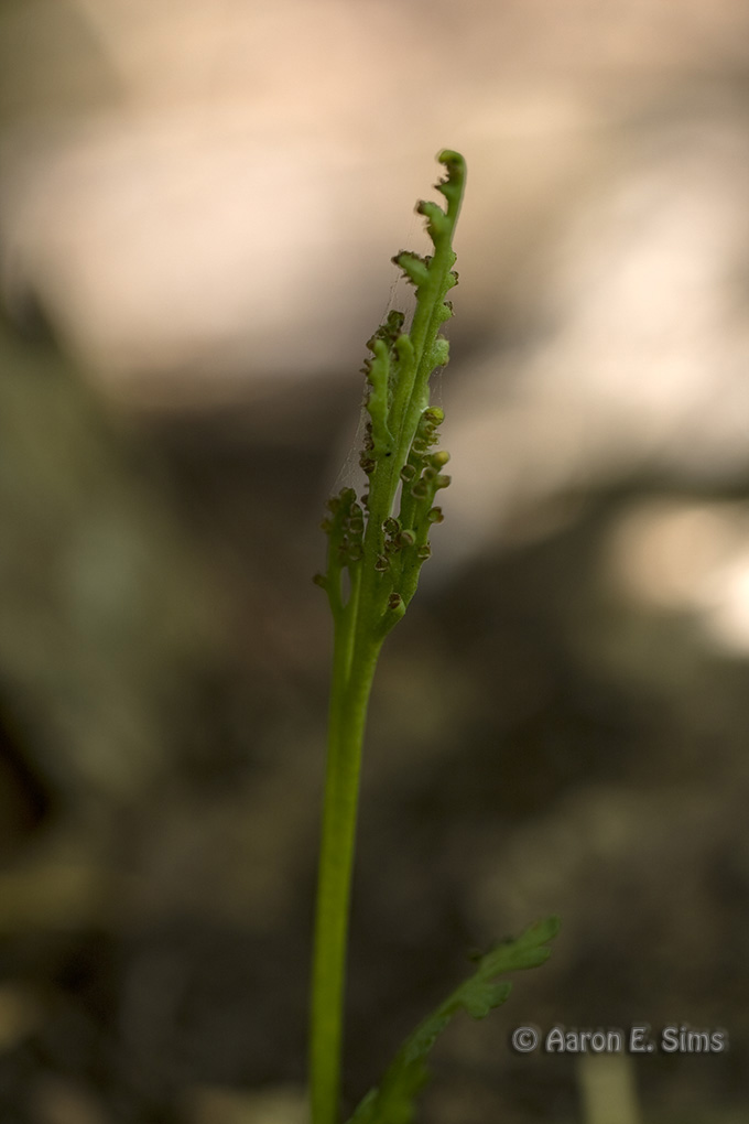 Botrychium pedunculosum