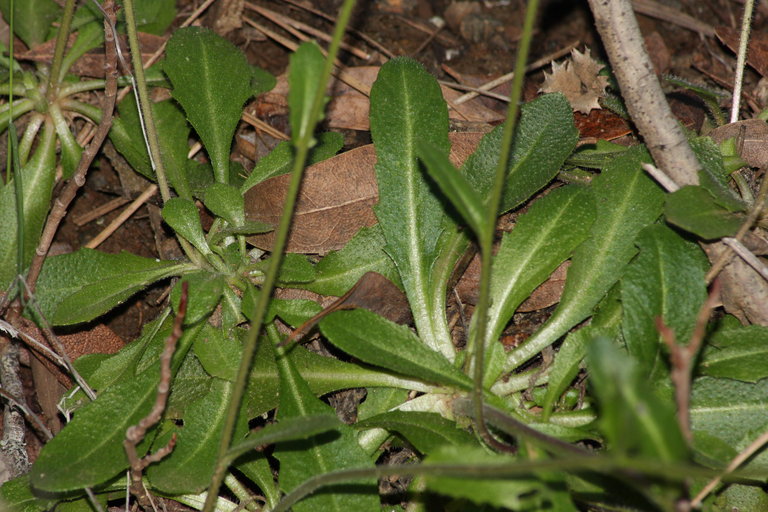 Arabis oregana Arabis oregana