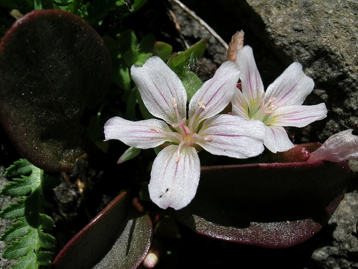 Claytonia nevadensis