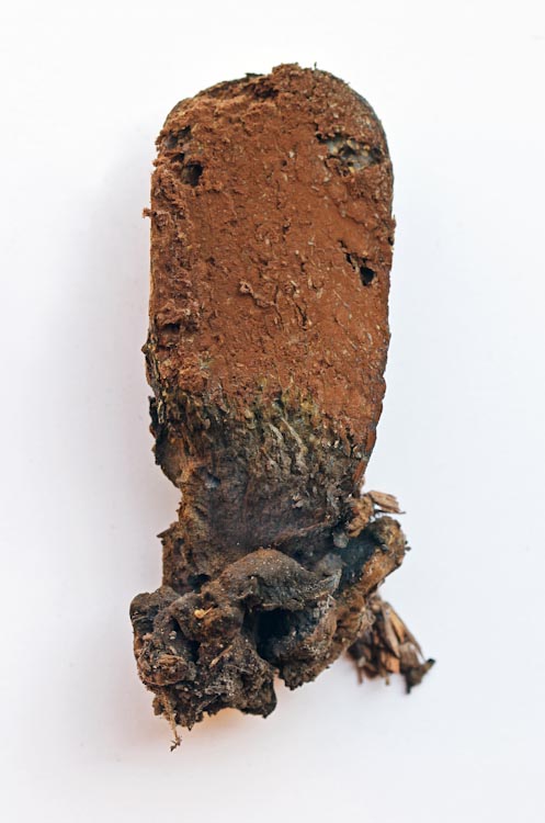Pisolithus arhizus Pisolithus arhizus