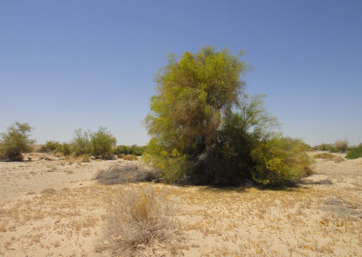 Parkinsonia florida