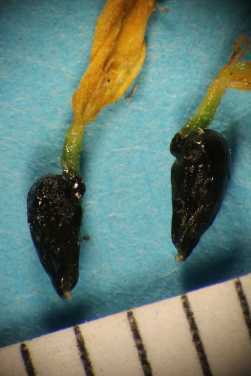 Holocarpha obconica