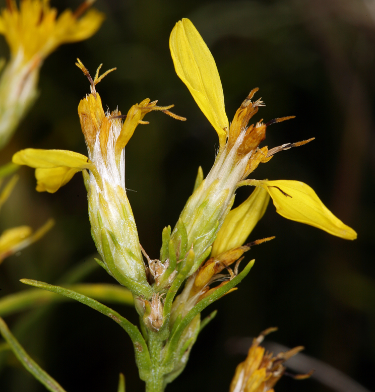Ericameria nana