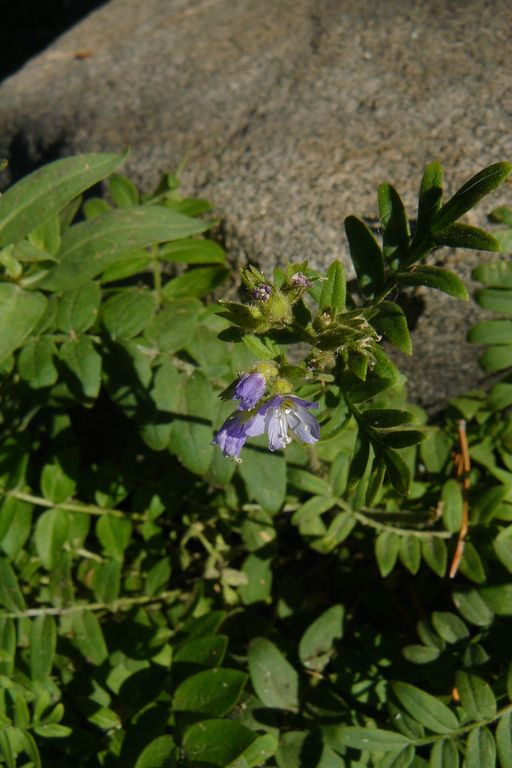 Polemonium californicum