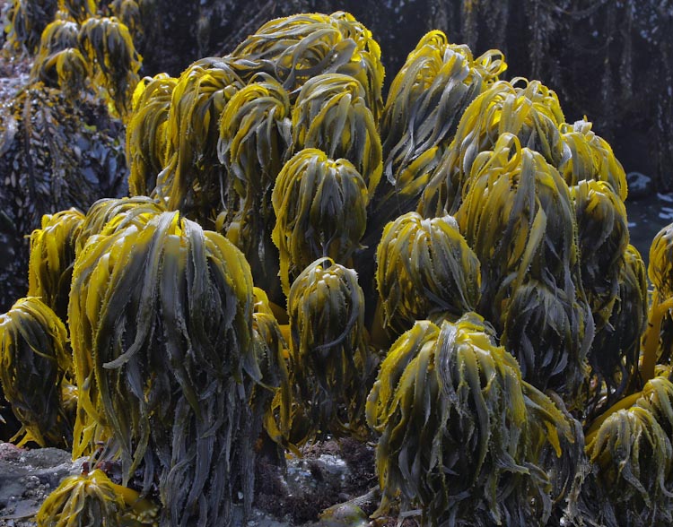 Postelsia palmaeformis