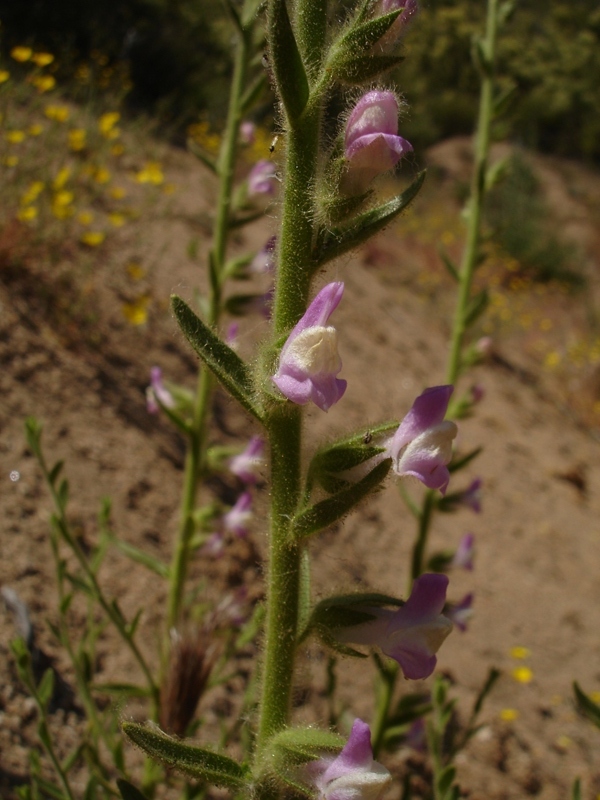 Antirrhinum thompsonii Antirrhinum thompsonii