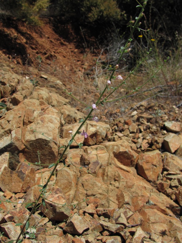 Antirrhinum vexillocalyculatum ssp. intermedium Antirrhinum vexillocalyculatum ssp. intermedium