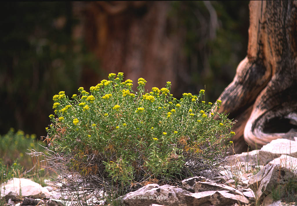 Chrysothamnus viscidiflorus ssp. viscidiflorus Chrysothamnus viscidiflorus ssp. viscidiflorus