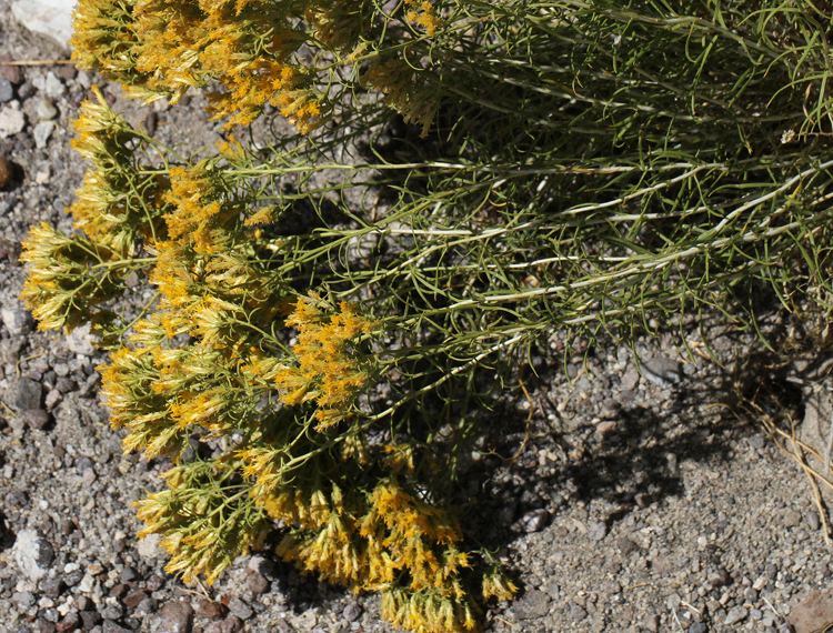 Chrysothamnus greenei