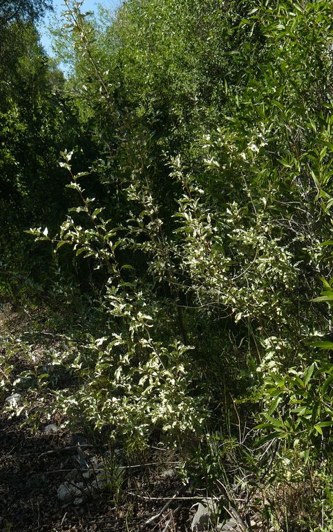 Elaeagnus commutata