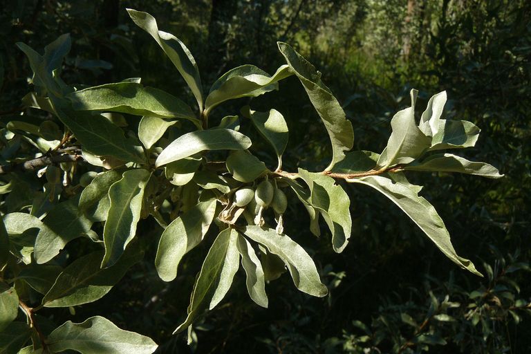 Elaeagnus commutata