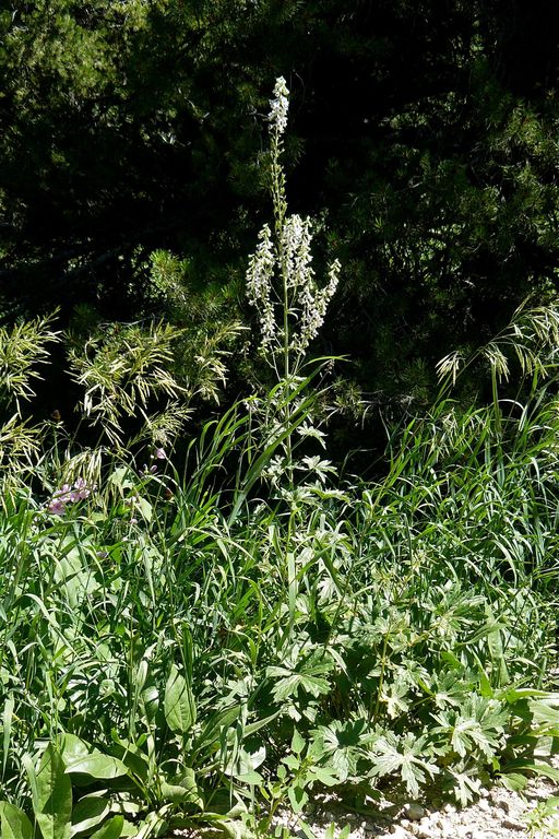 Delphinium occidentale