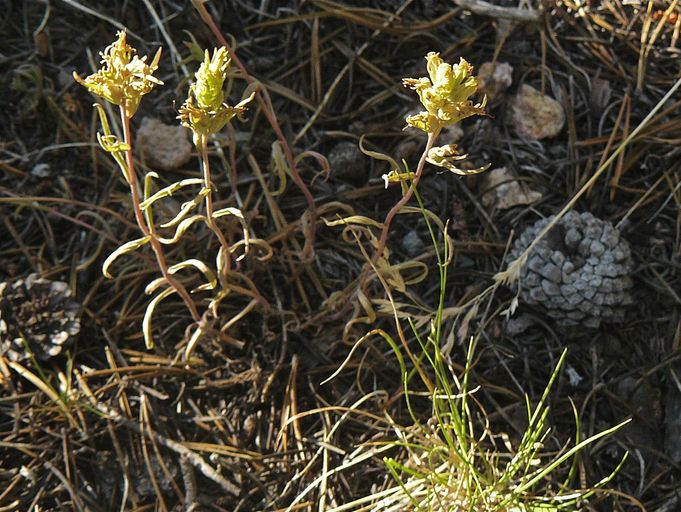 Orthocarpus luteus