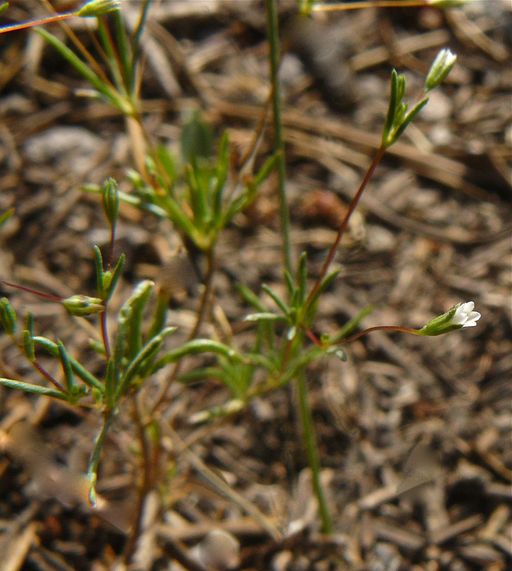 Leptosiphon harknessii