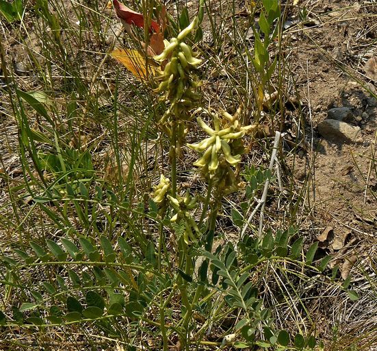 Oxytropis campestris