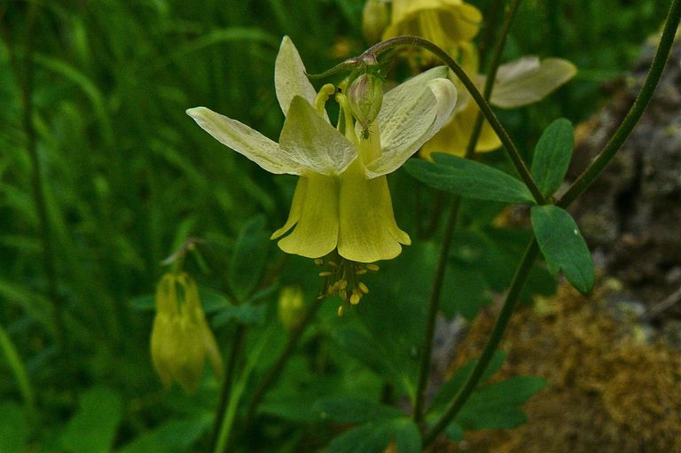 Aquilegia flavescens