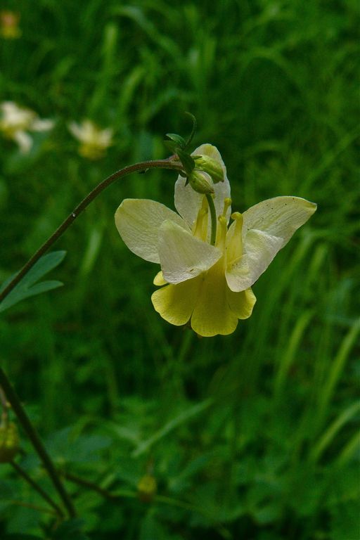 Aquilegia flavescens
