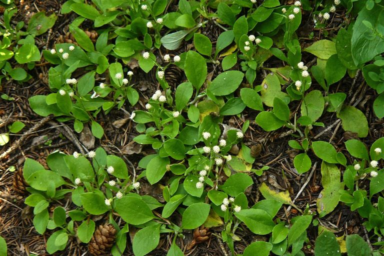Antennaria racemosa