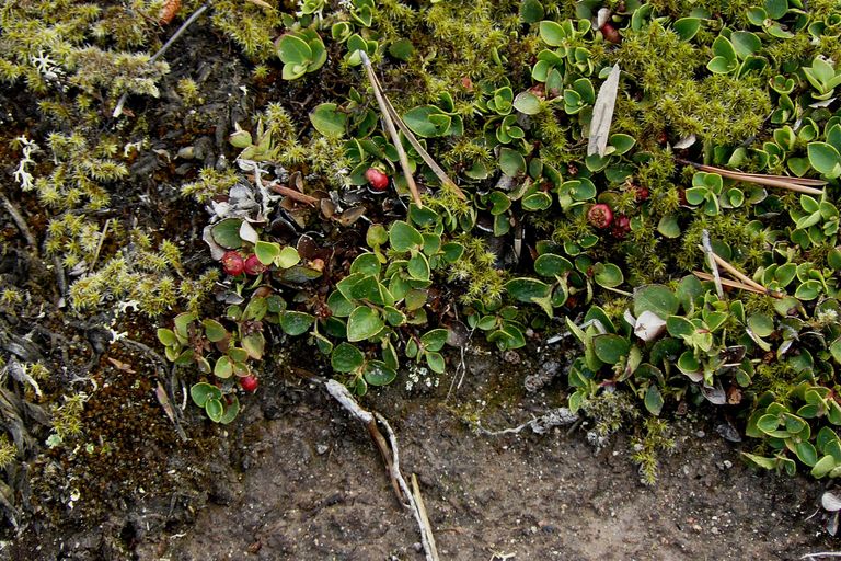Gaultheria humifusa