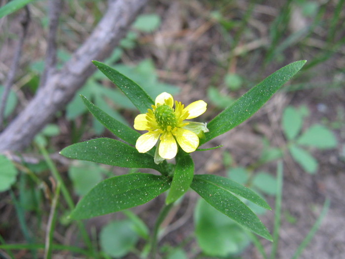 Ranunculus inamoenus var. inamoenus