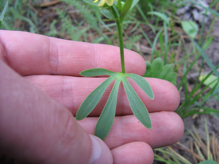 Ranunculus inamoenus var. inamoenus Ranunculus inamoenus var. inamoenus
