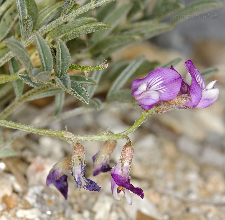 Astragalus nutans Astragalus nutans