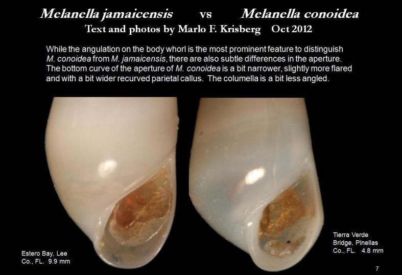 Melanella jamaicensis