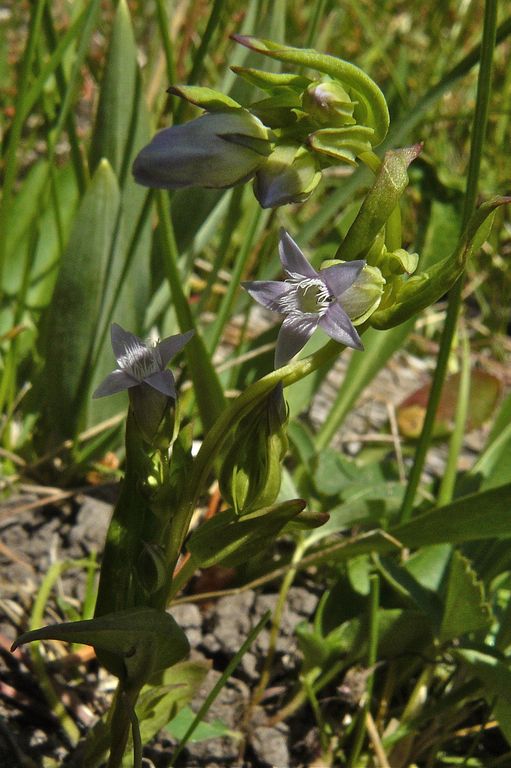 Gentianella amarella