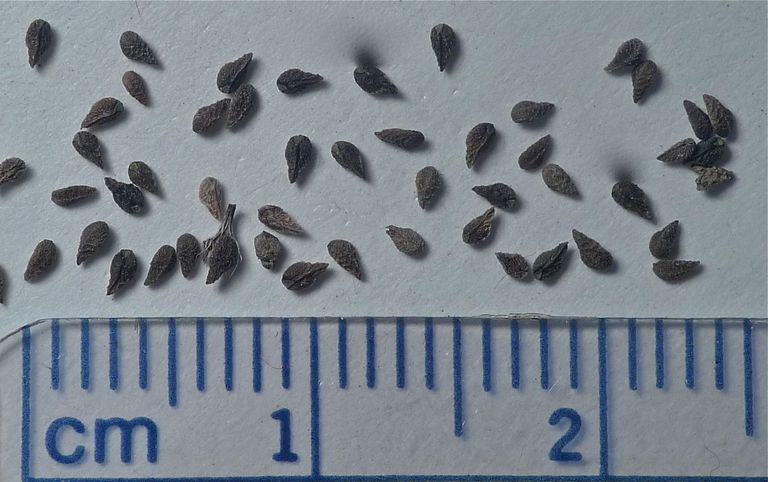 Plagiobothrys scouleri var. hispidulus