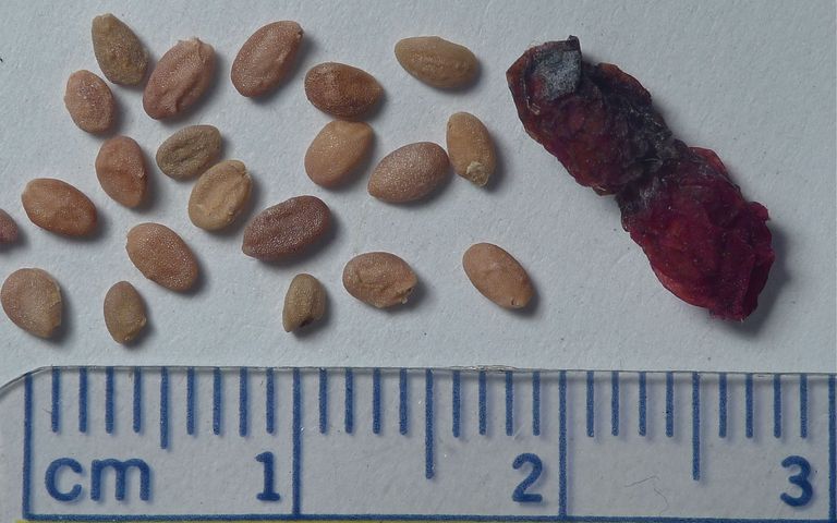 Lonicera conjugialis