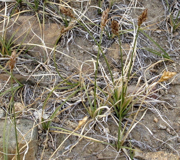 CalPhotos: Carex duriuscula