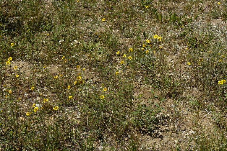Heliomeris multiflora