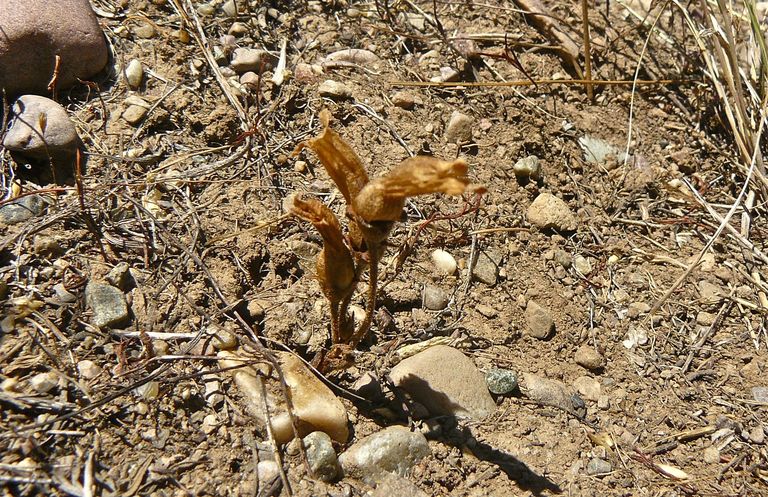 Orobanche fasciculata
