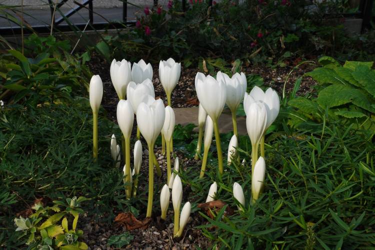 Colchicum speciosum ssp. album