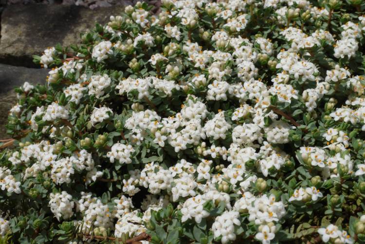 Pimelea prostrata