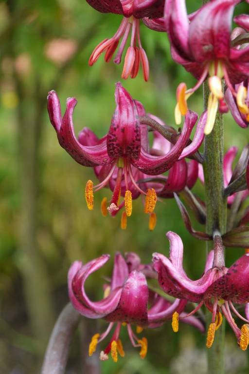 Lilium martagon